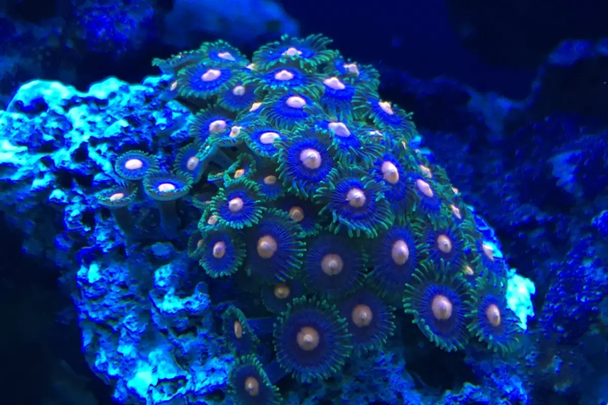 Coral species guide