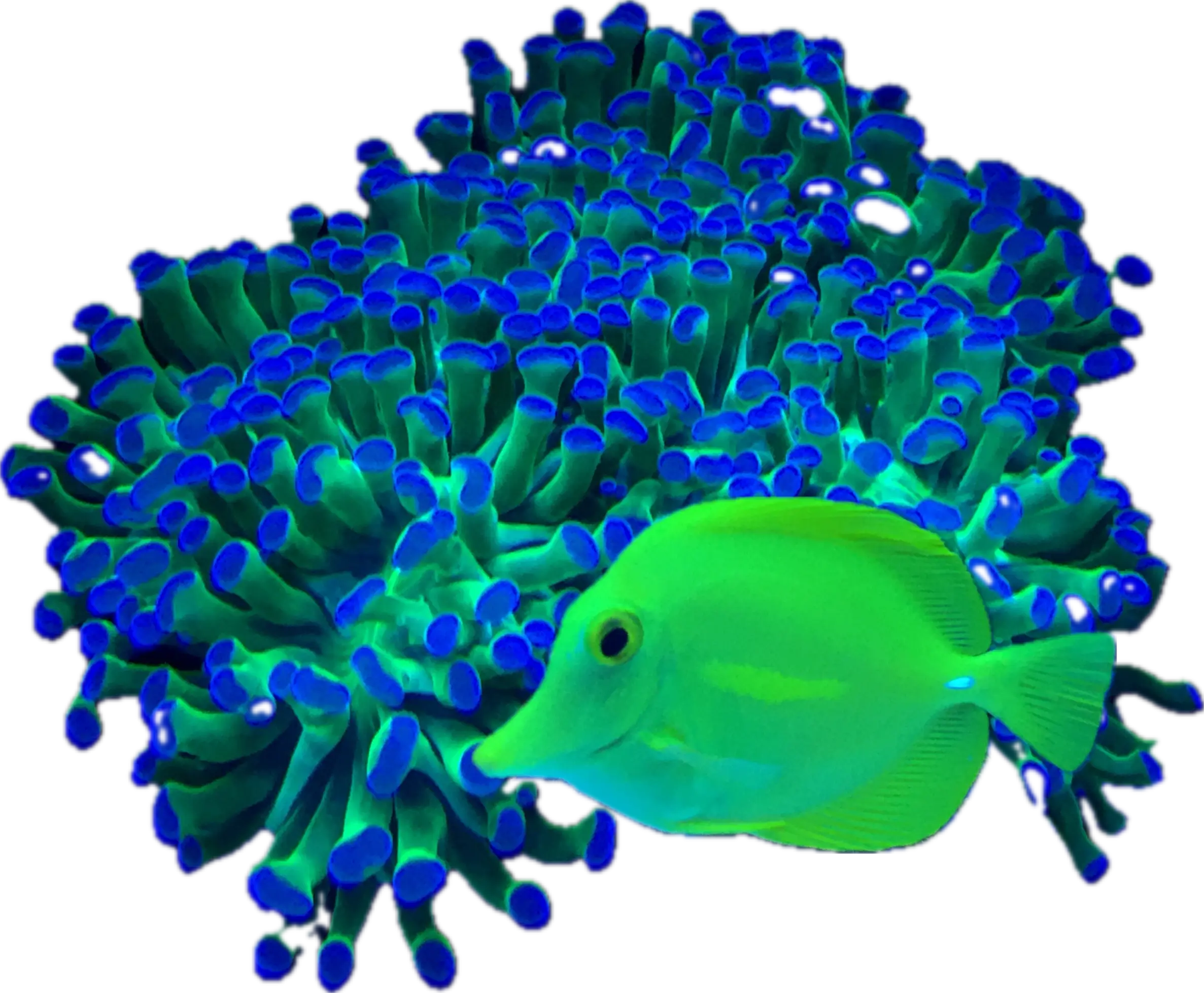 Frogspawn and tang hero image