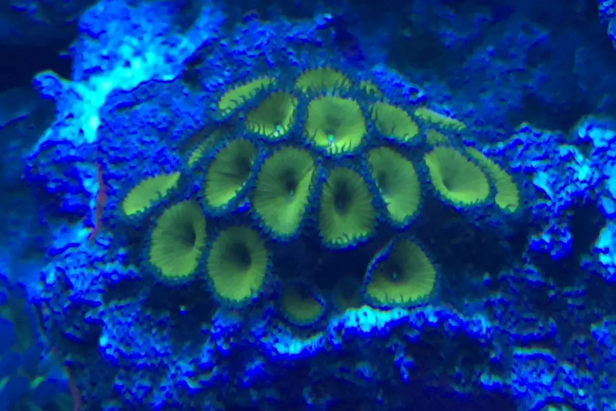 Coral species guide