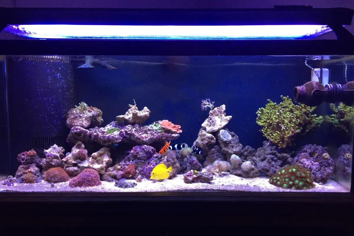 Saltwater Tank